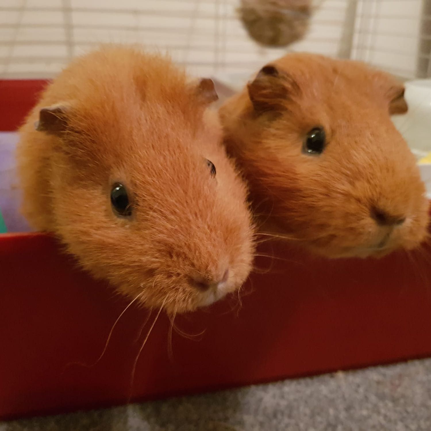 Portrait of Ruby and Ruby2 , the guineaPig