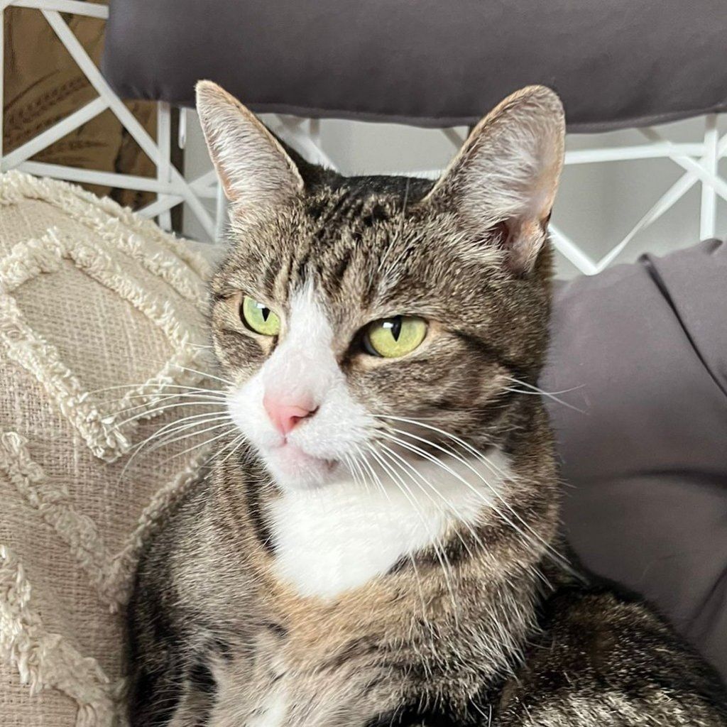 Portretfoto van Amorino, de cat