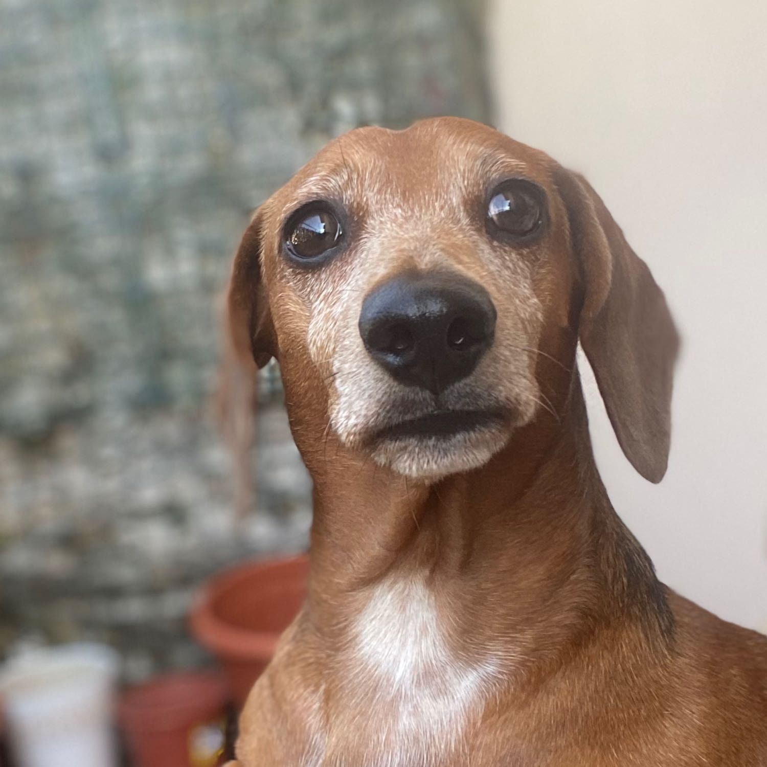 Foto di Woody , il dog
