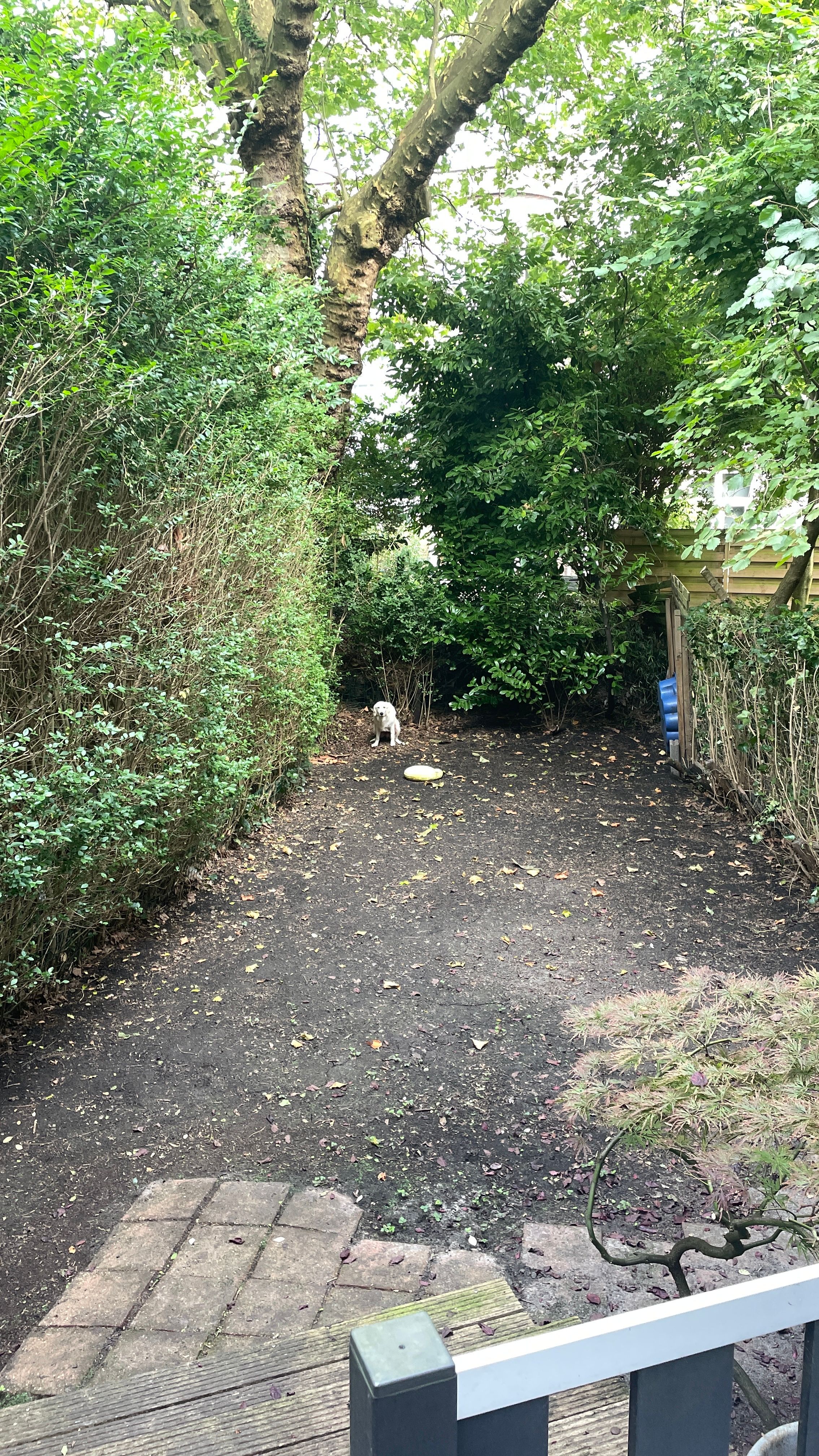 image-18
