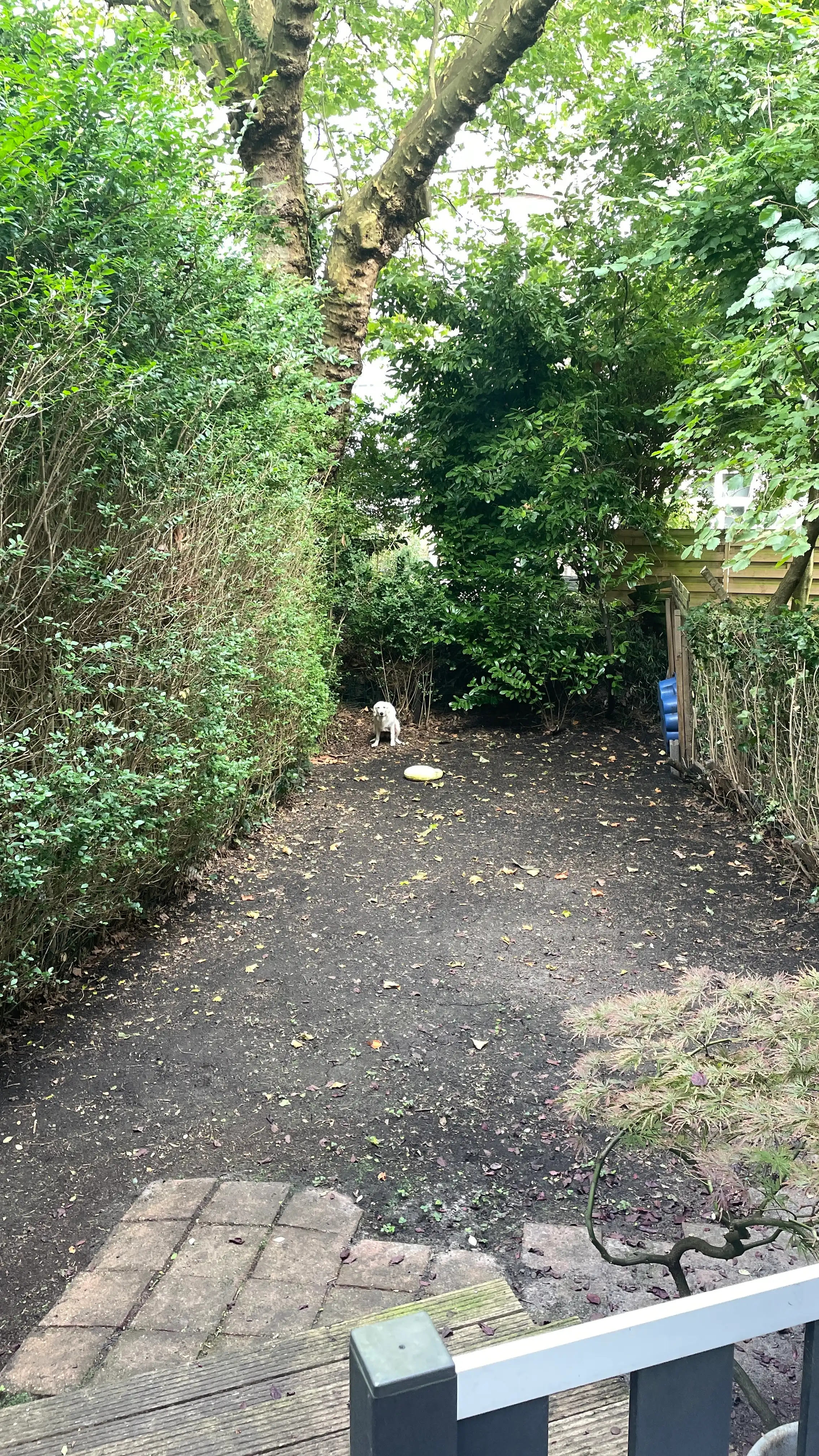 image-18
