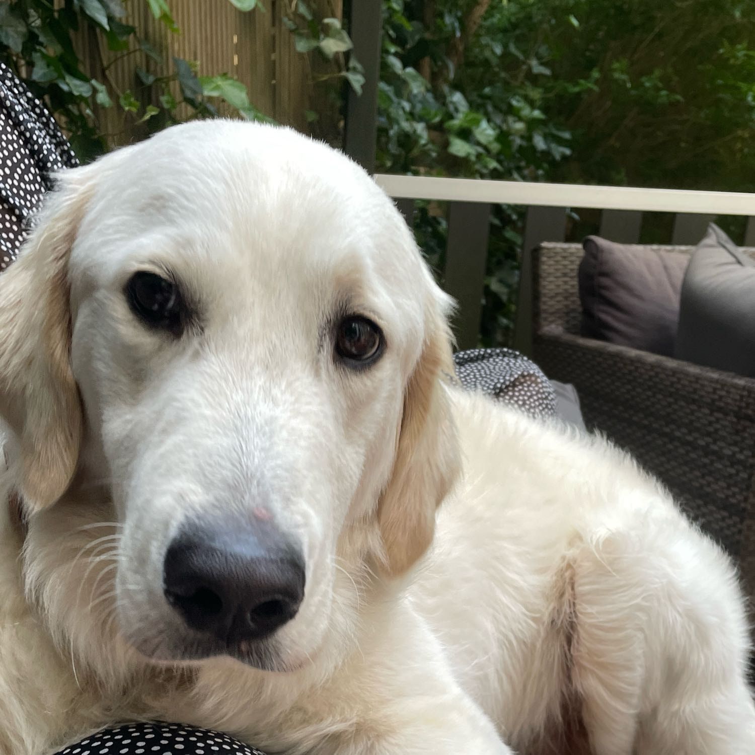 Portretfoto van Leo, de dog