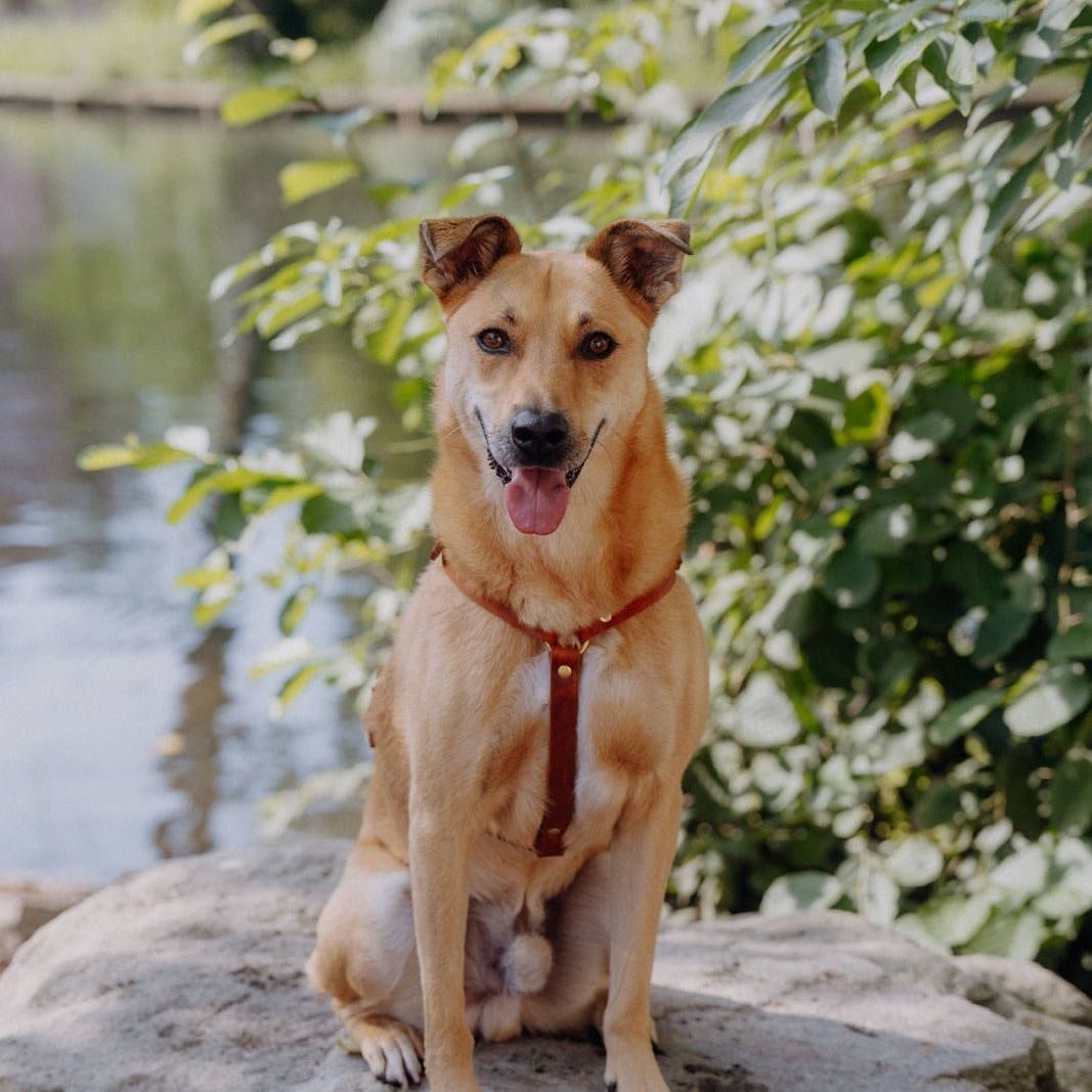 Portät von Pepper, dog