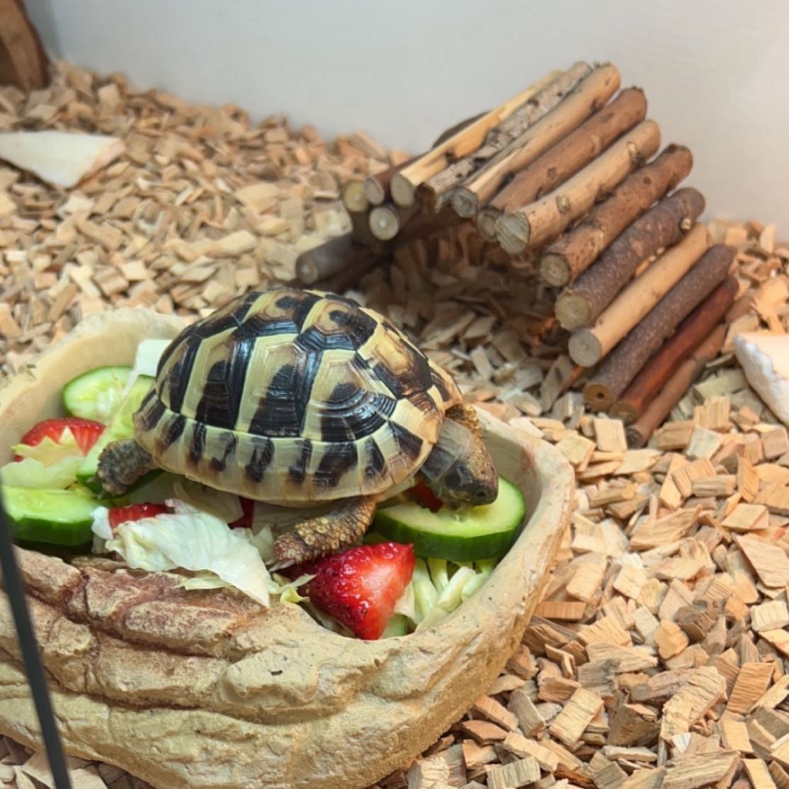 Portrait of Bert, the reptile