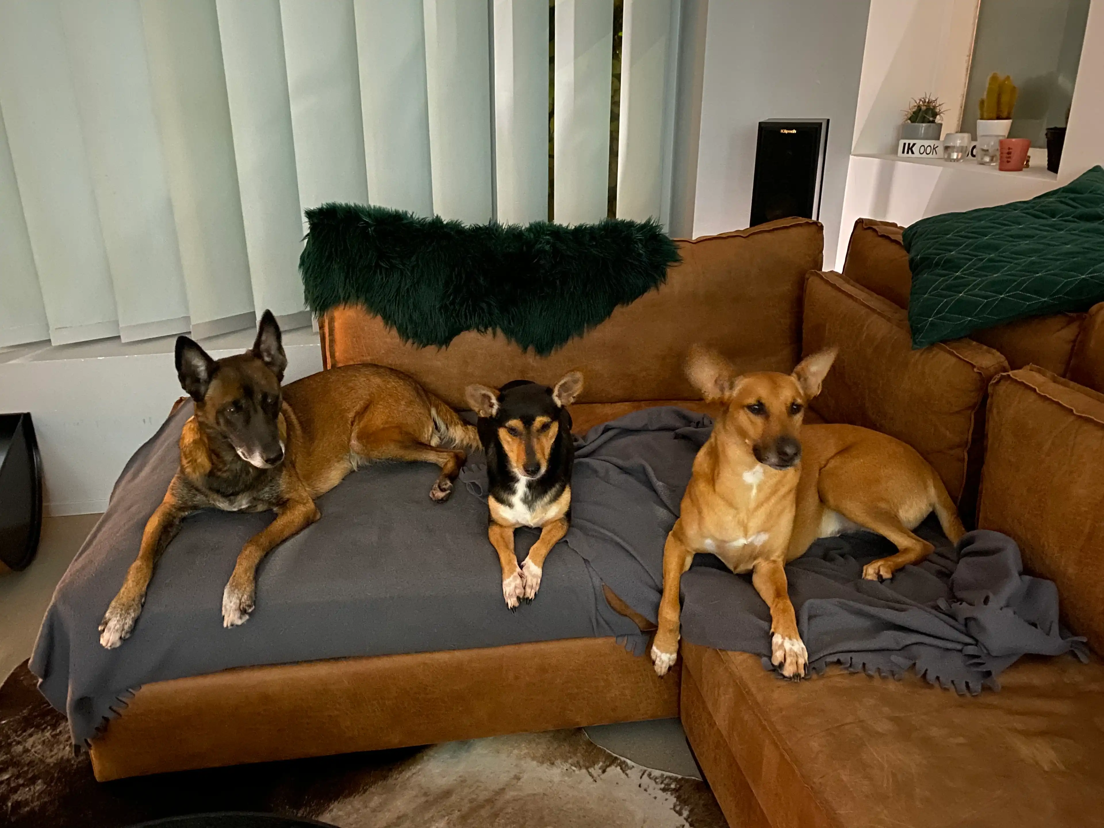 image-19