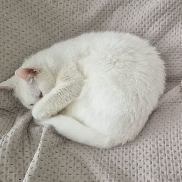Portretfoto van Morrisa, de cat