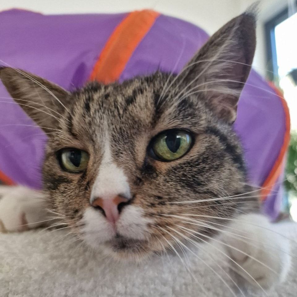 Portretfoto van Maxim, de cat