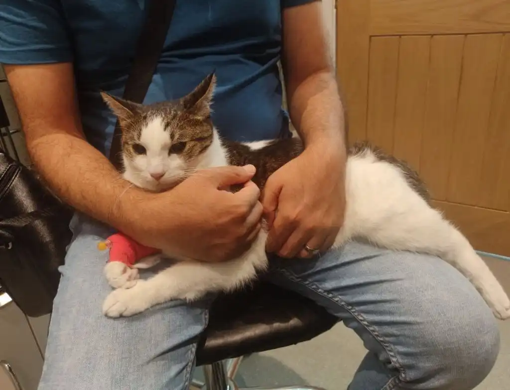 image-6