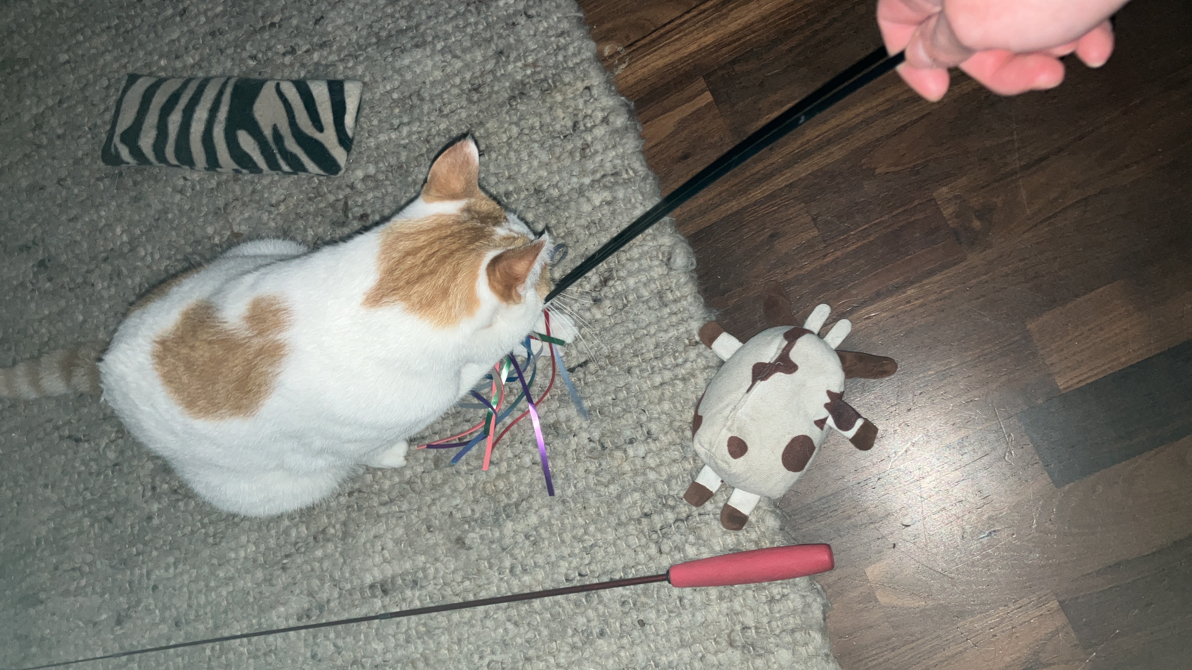 image-7