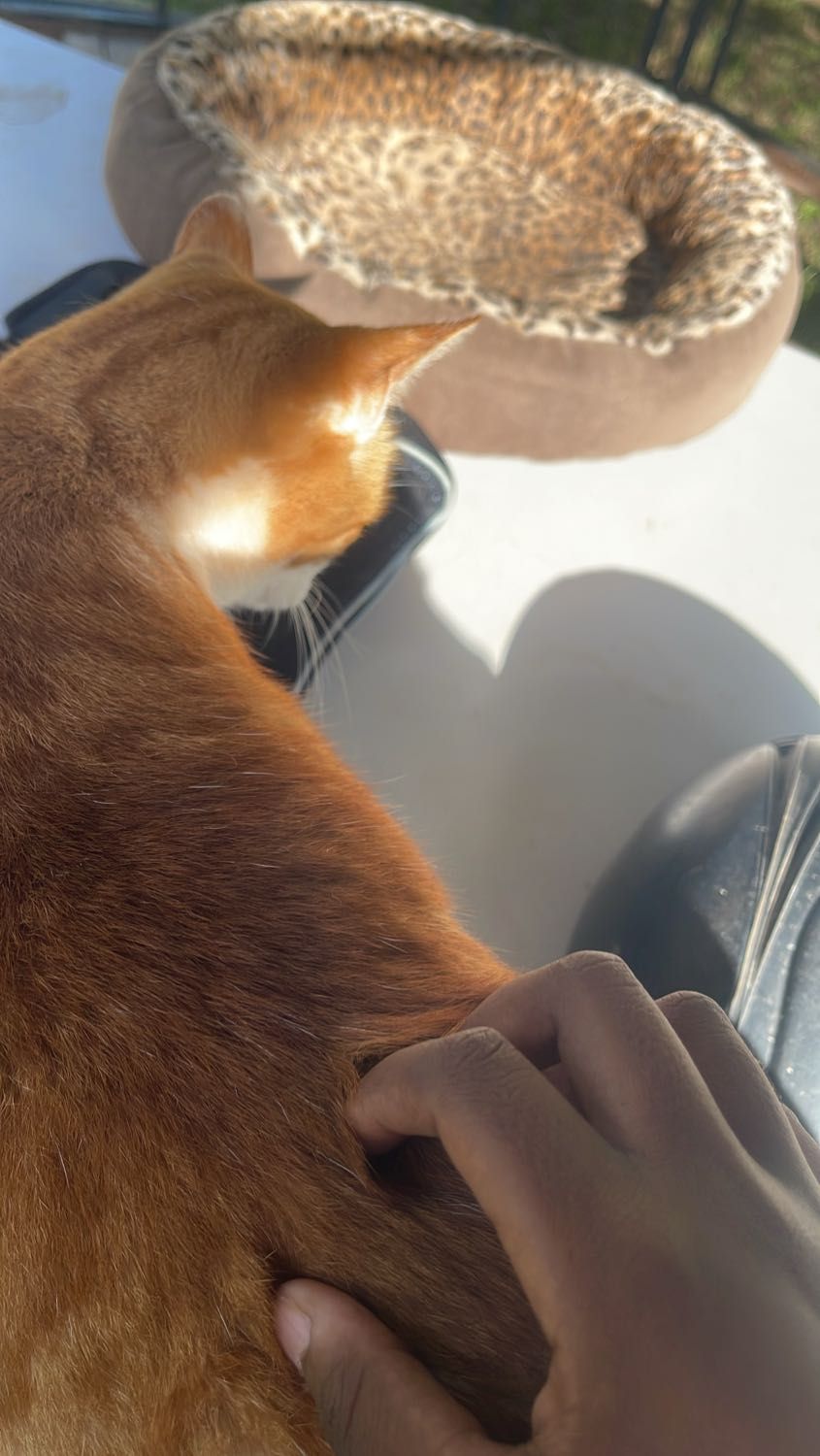 image-8