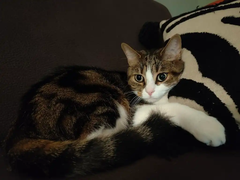 image-6