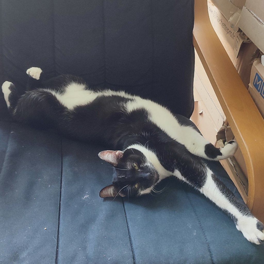 Portrait de Soline, la cat
