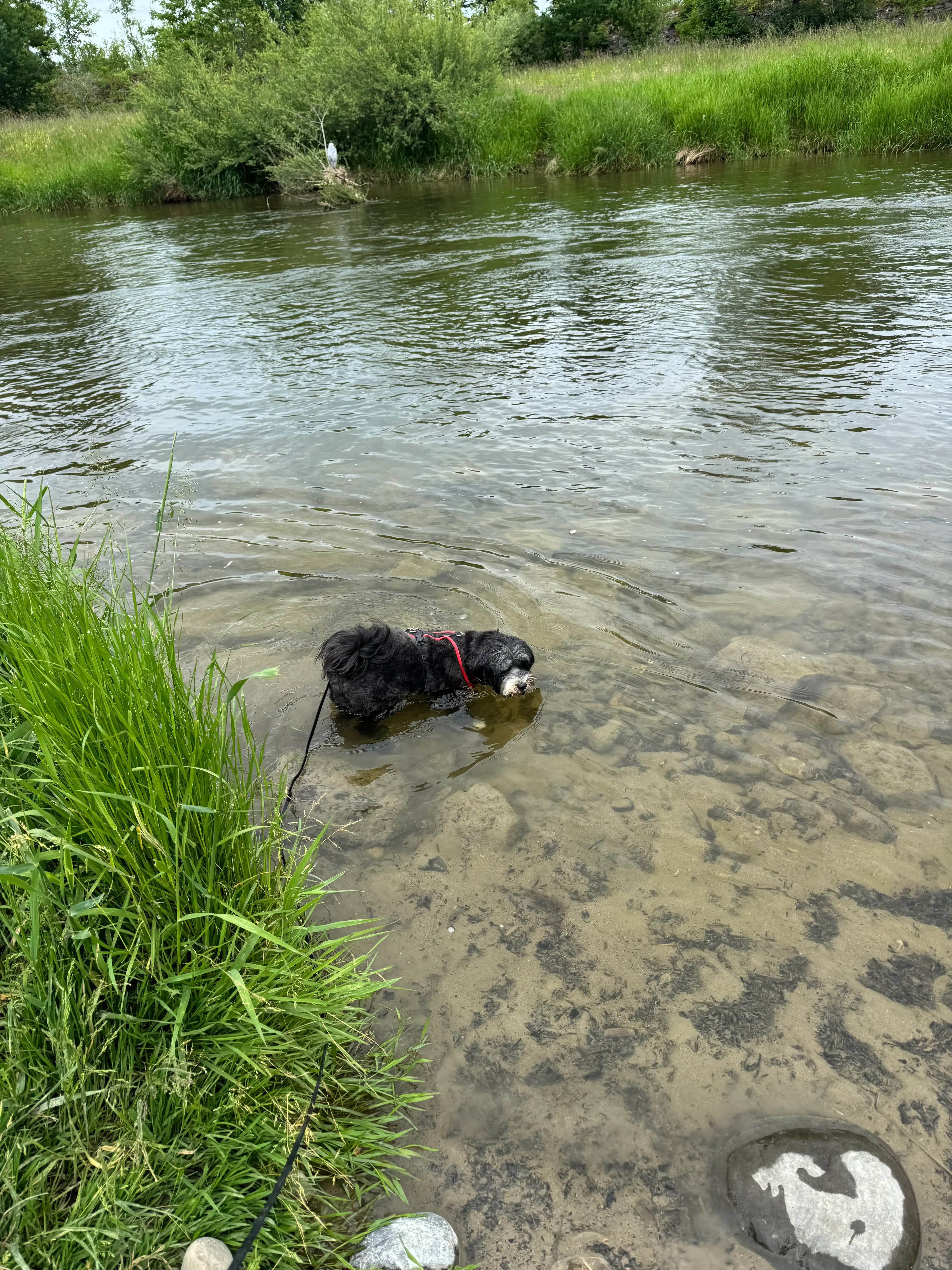 image-7