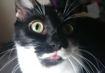 Portrait of Curiosity, the cat
