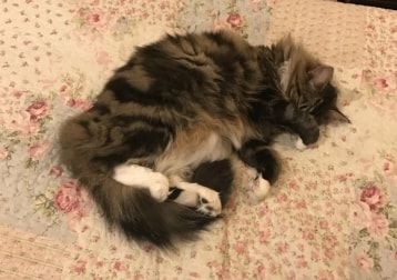 Portrait of Roo, the cat