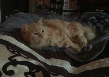 Portrait of Tigg, the cat
