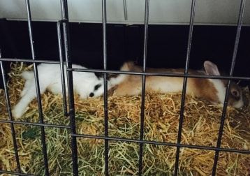Portrait of Pebbles & Rocky, the rabbit