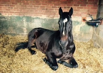 Portrait of Scooby, the horse