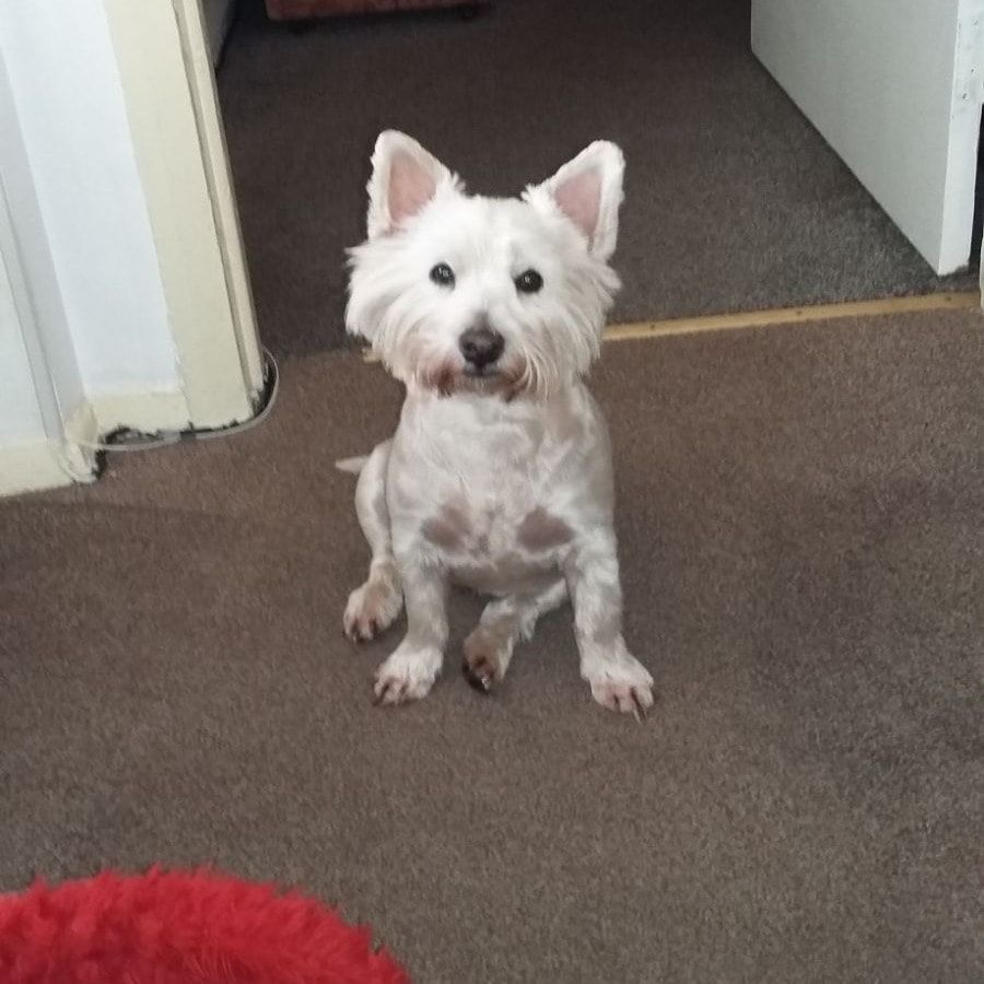 Portrait of Holly , the dog