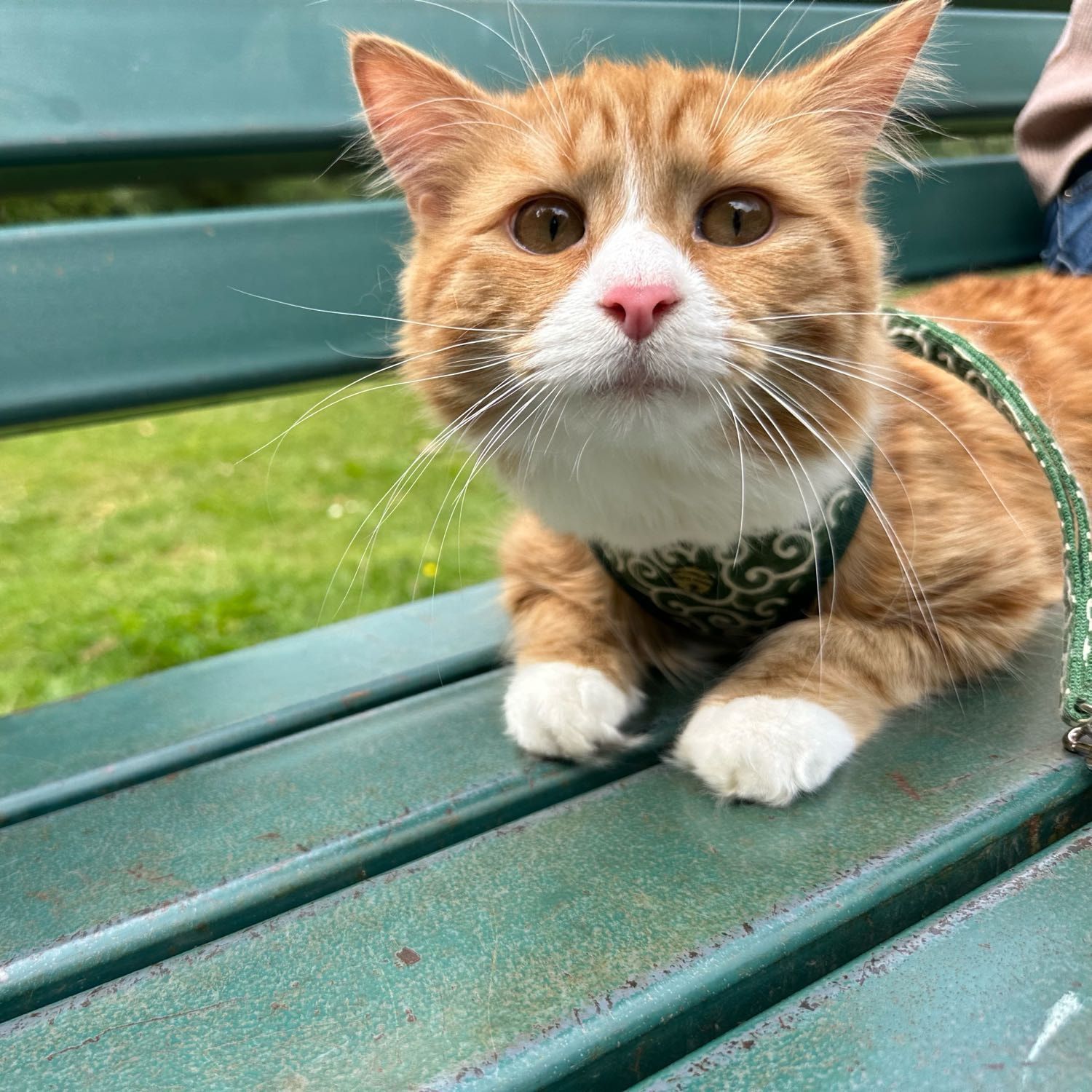 Portrait of Gorgeous, the cat
