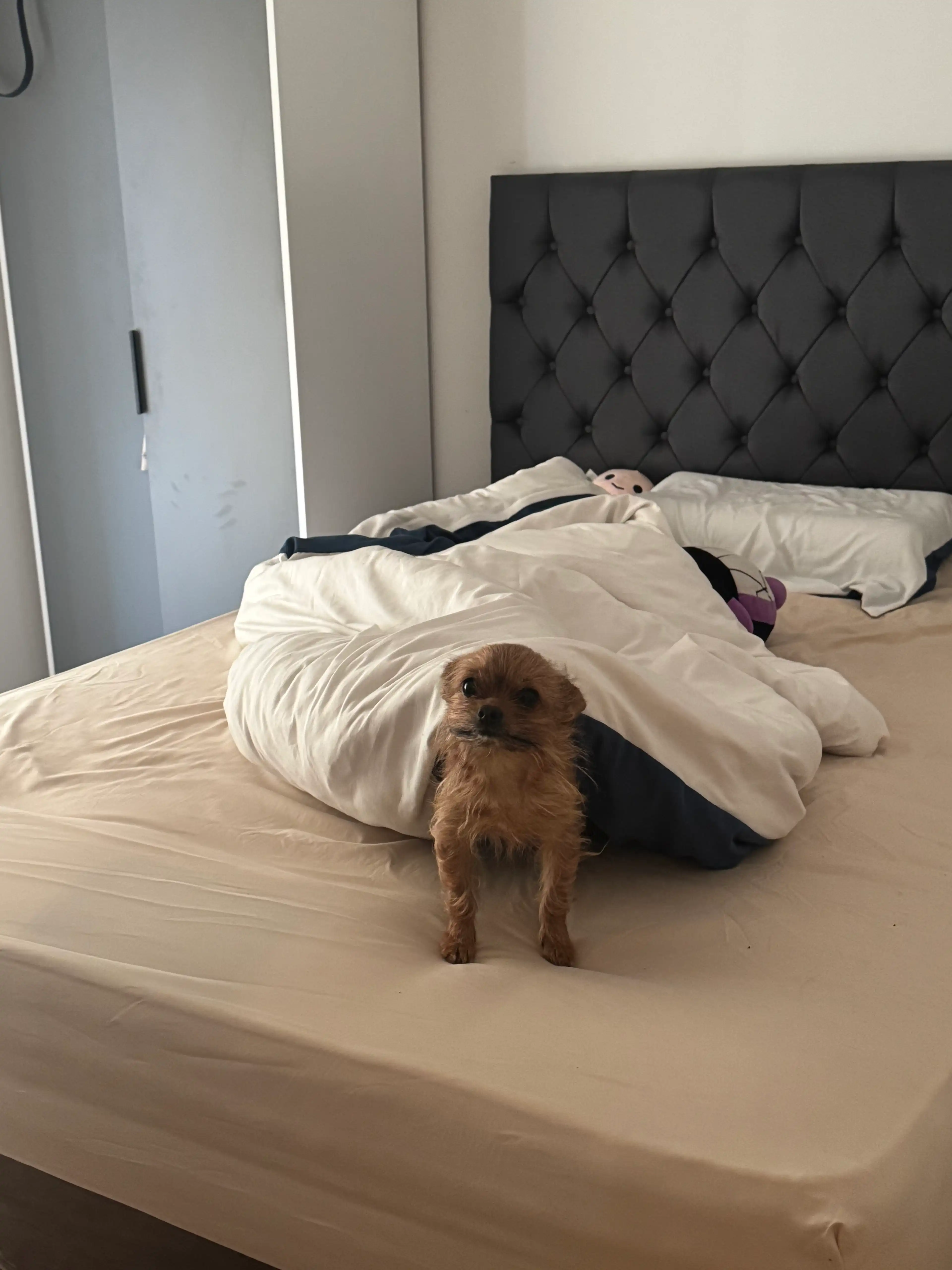 image-18