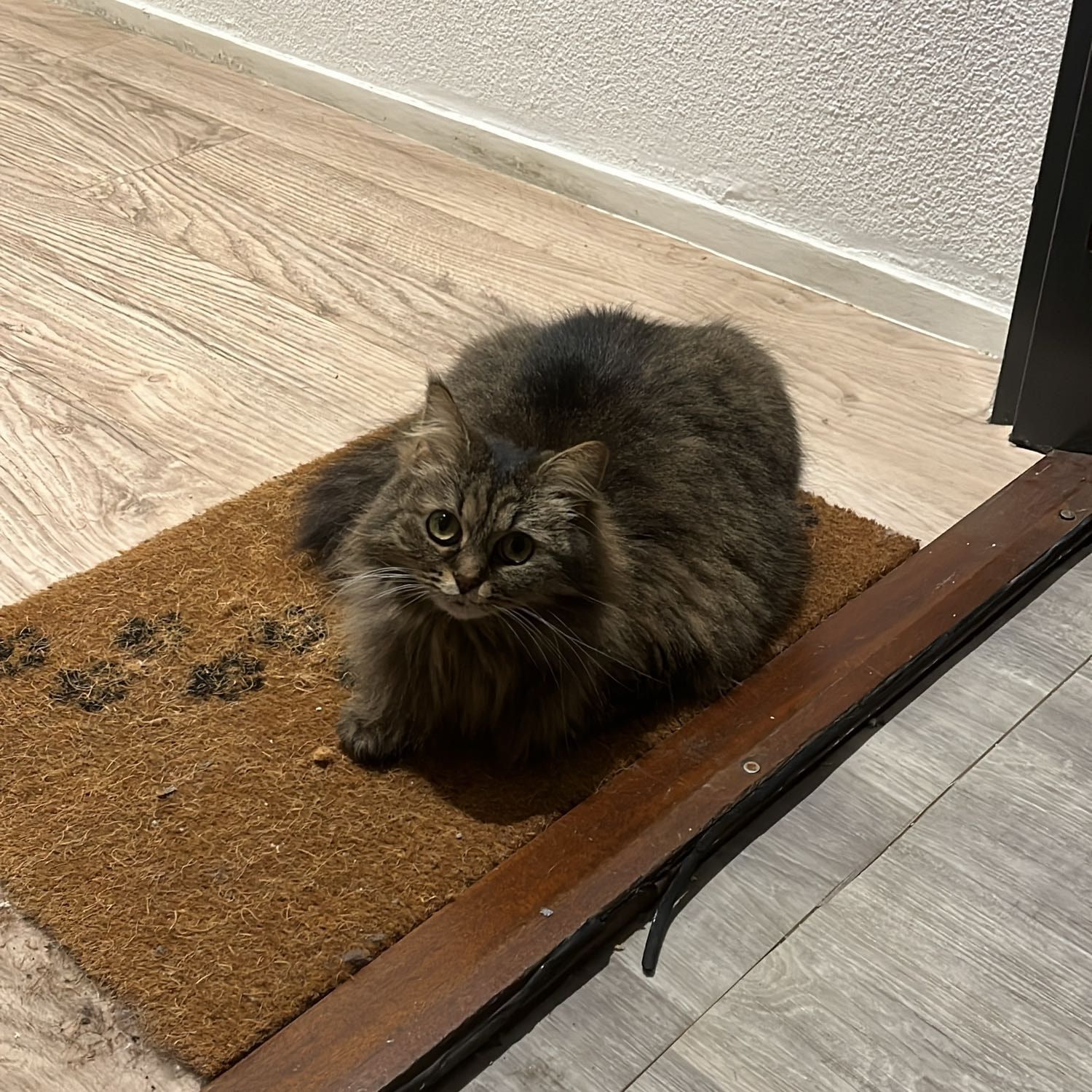 Portrait de Plume , la cat