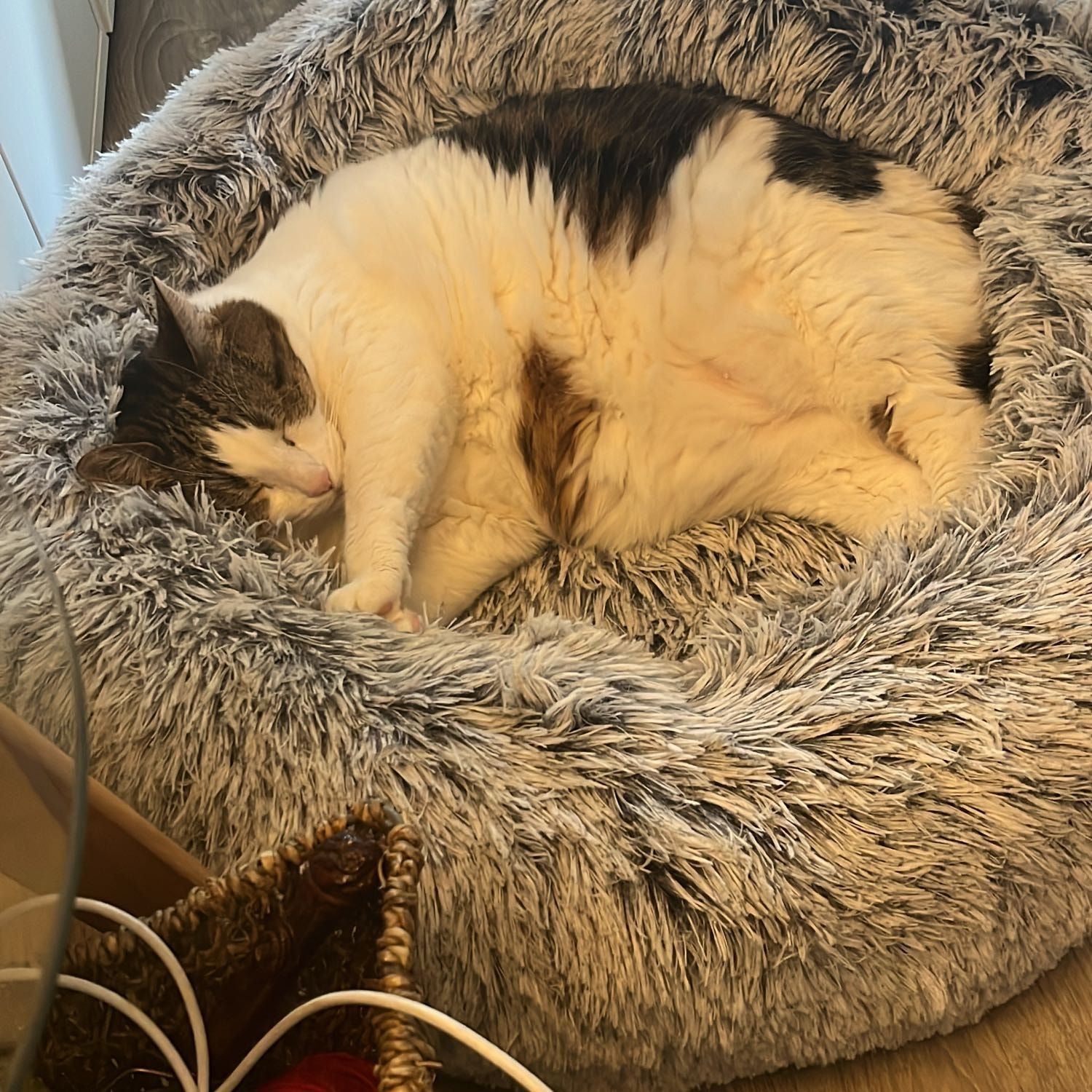 Portrait de Mimine, la cat