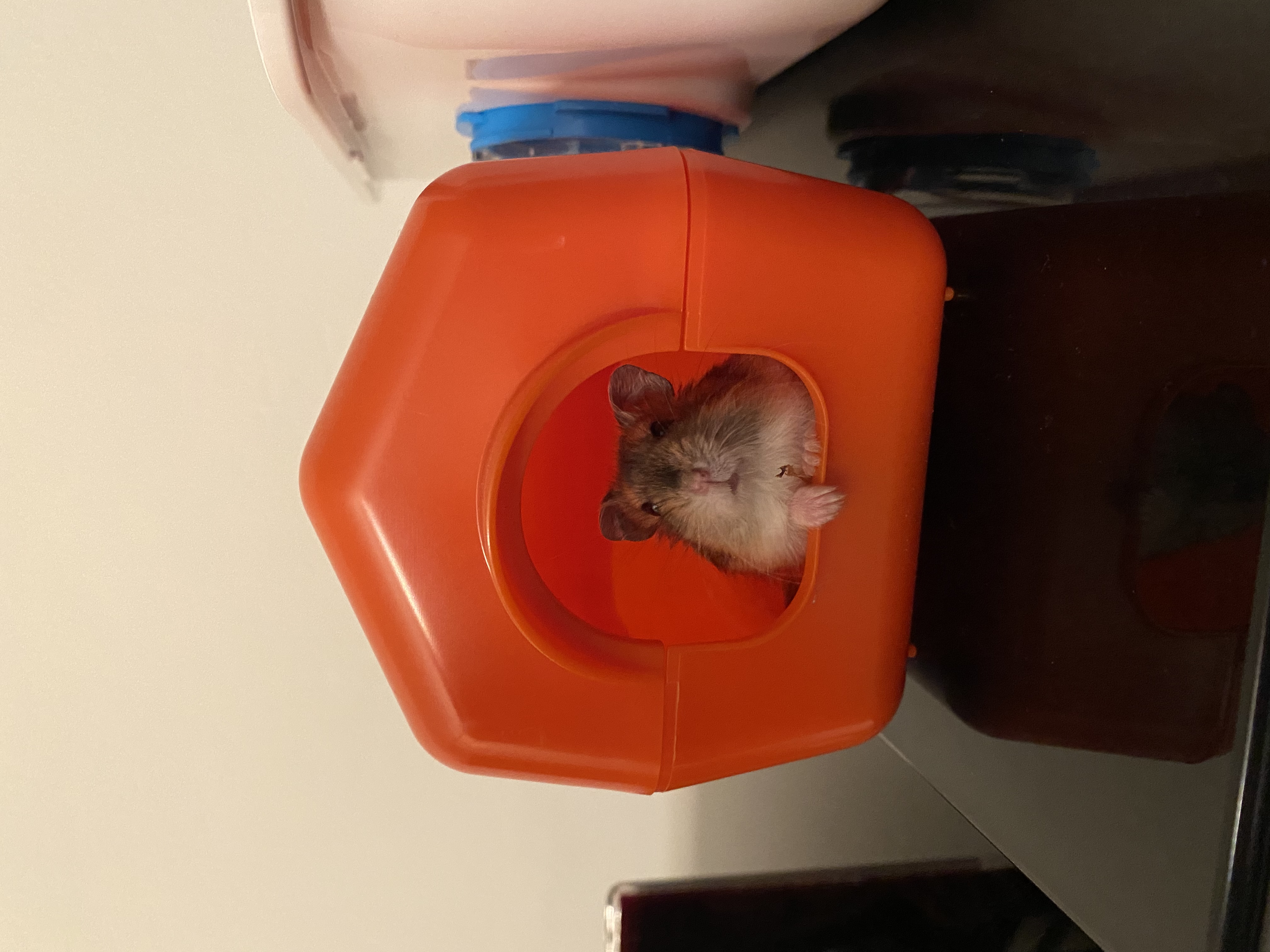 image-17