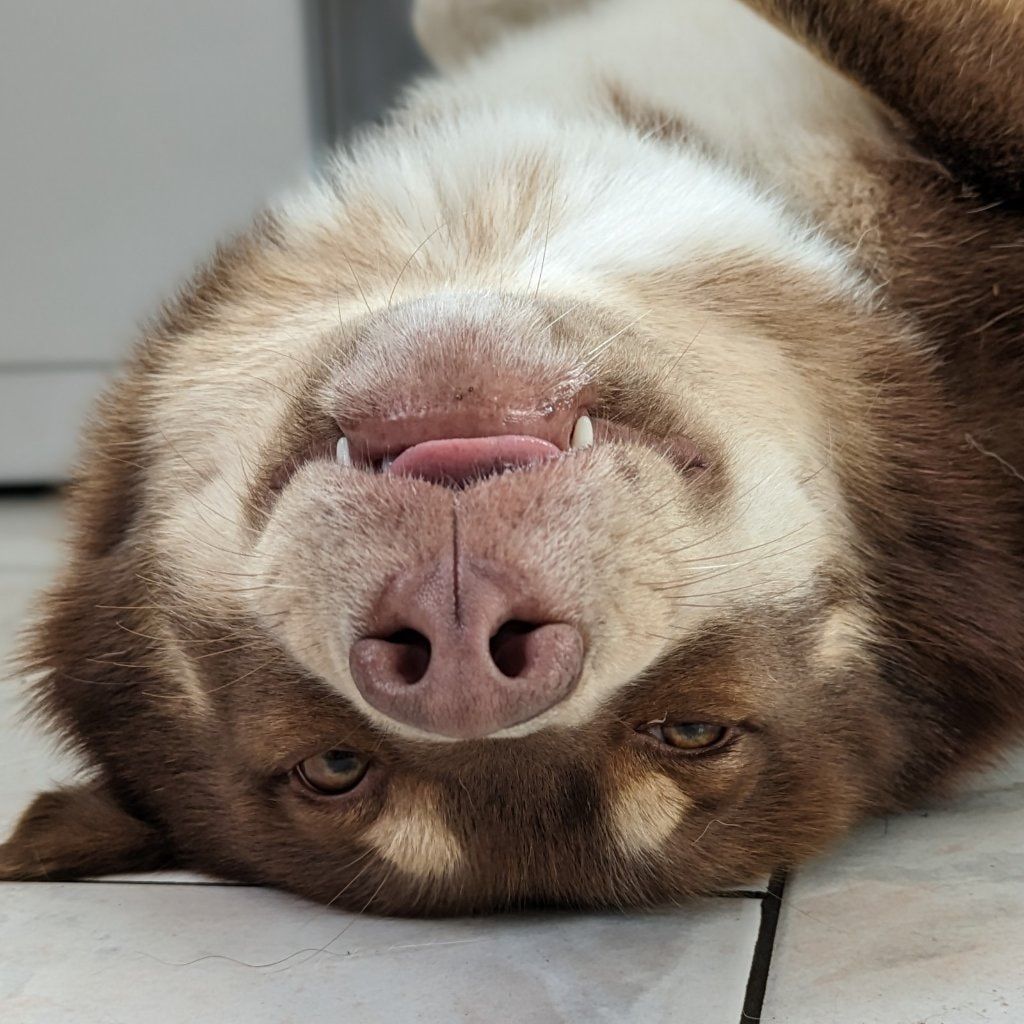 Portrait de Rif, la dog