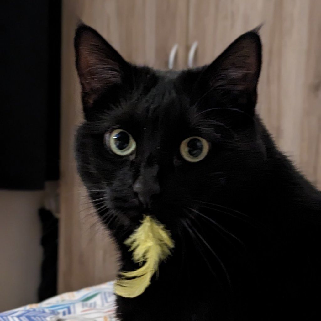 Portrait de Gnocchie, la cat