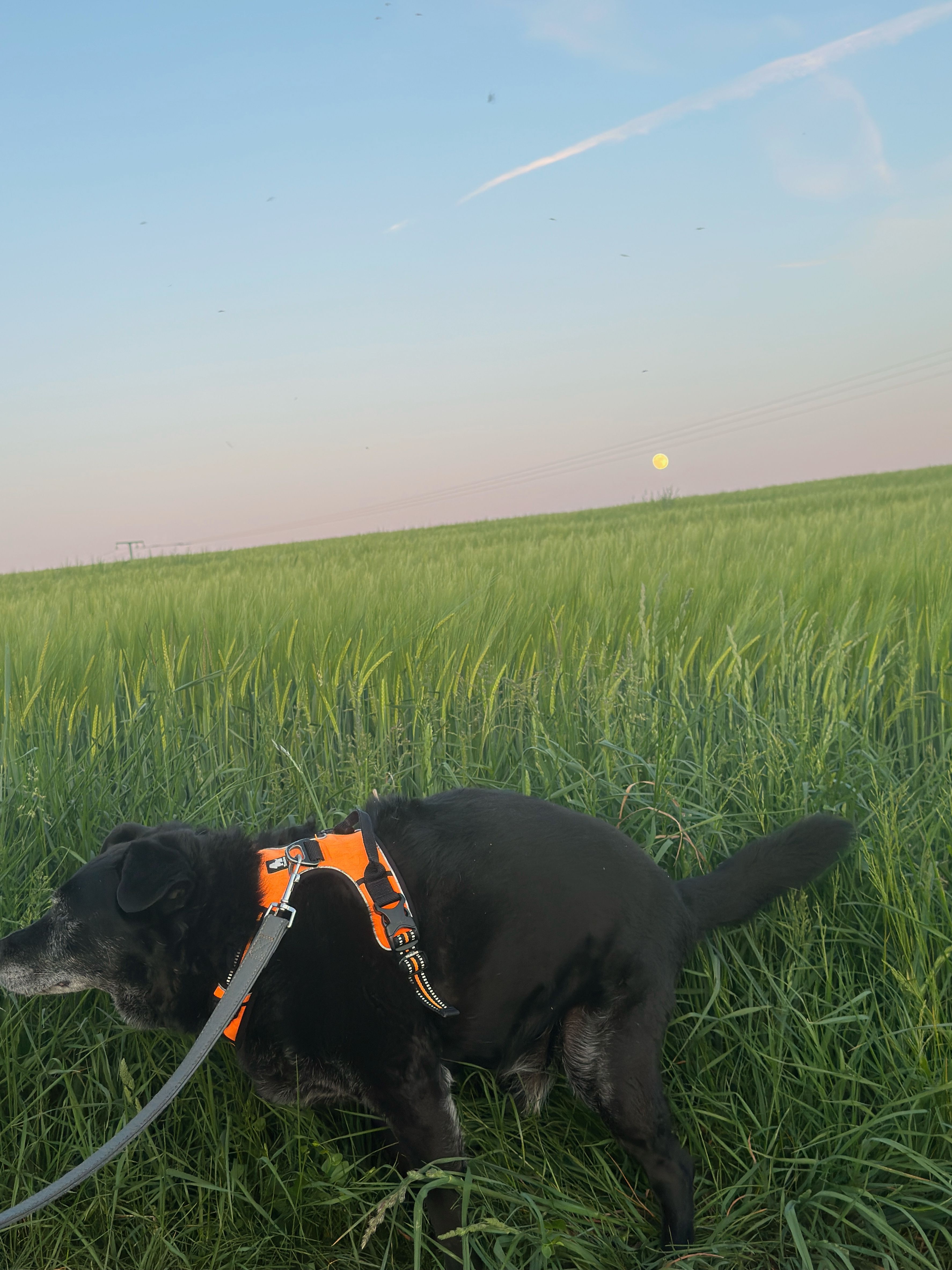 image-8