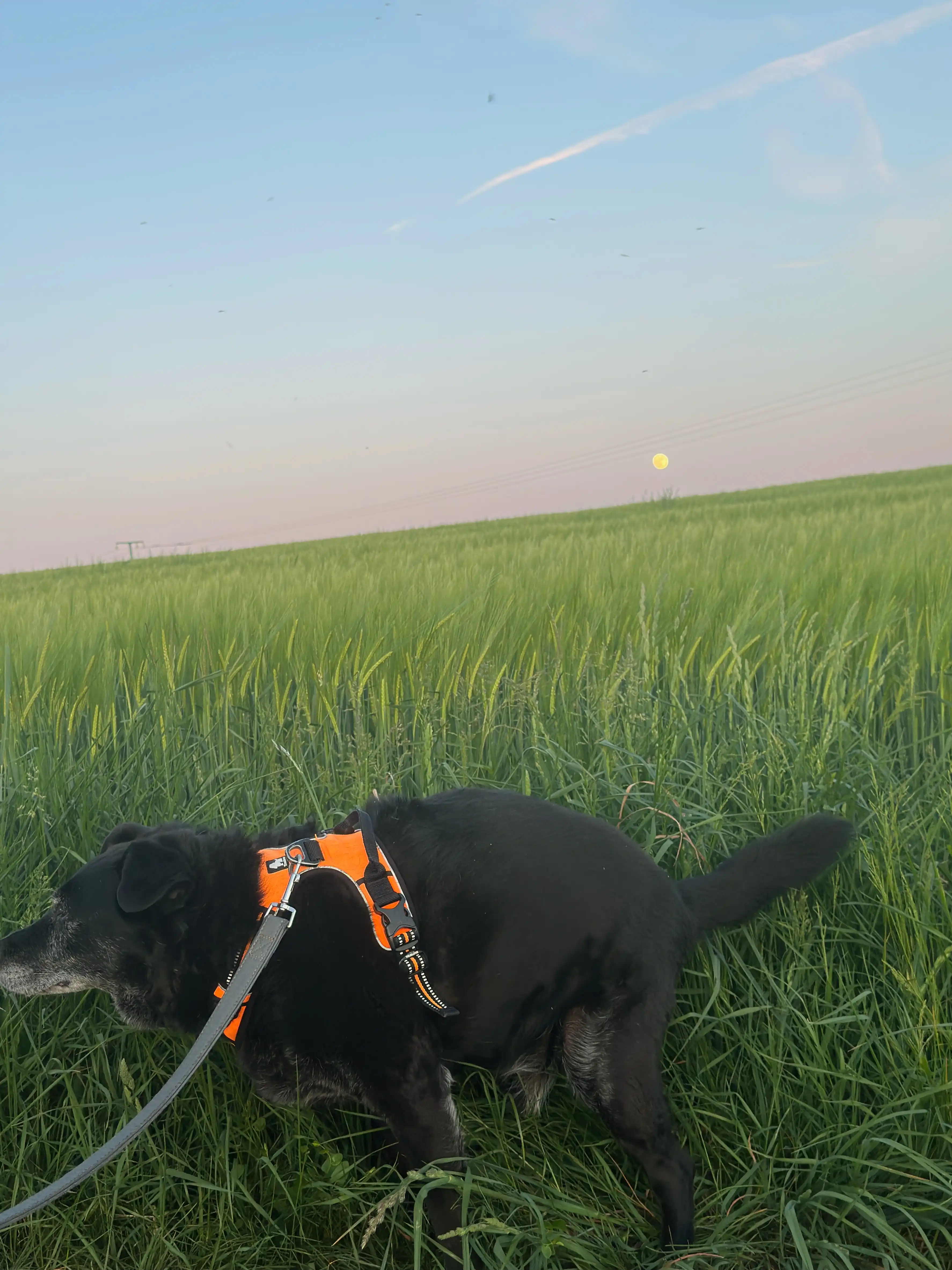 image-8