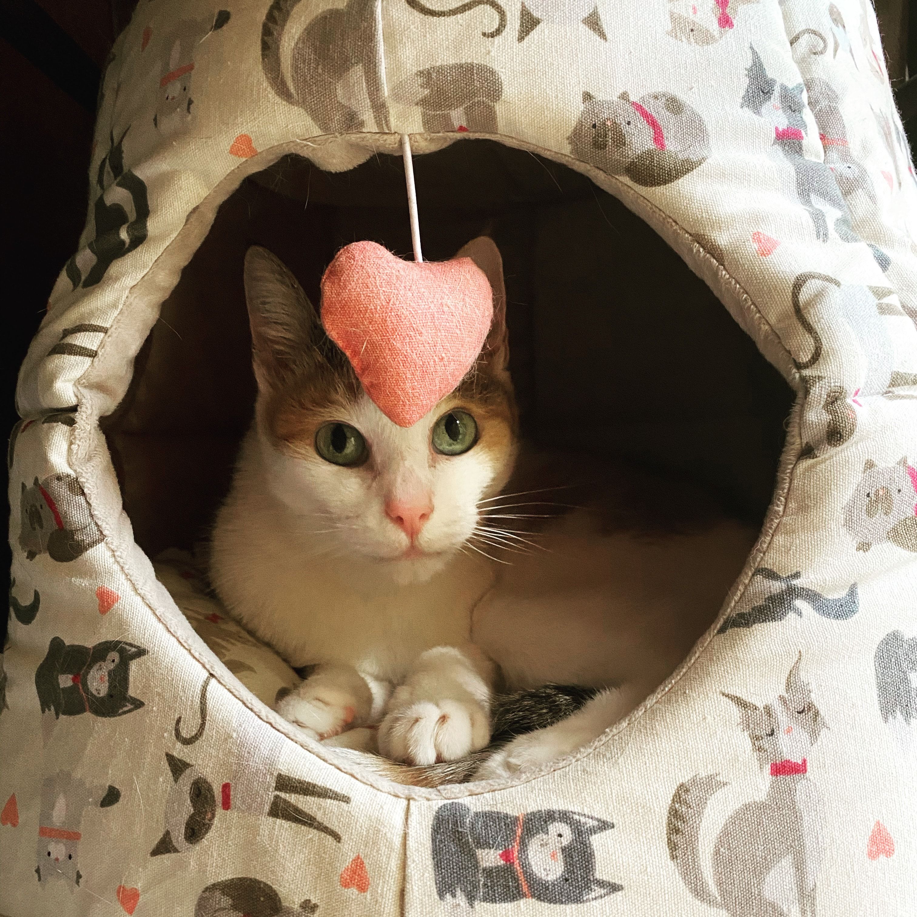 Portrait de Monkey, la cat