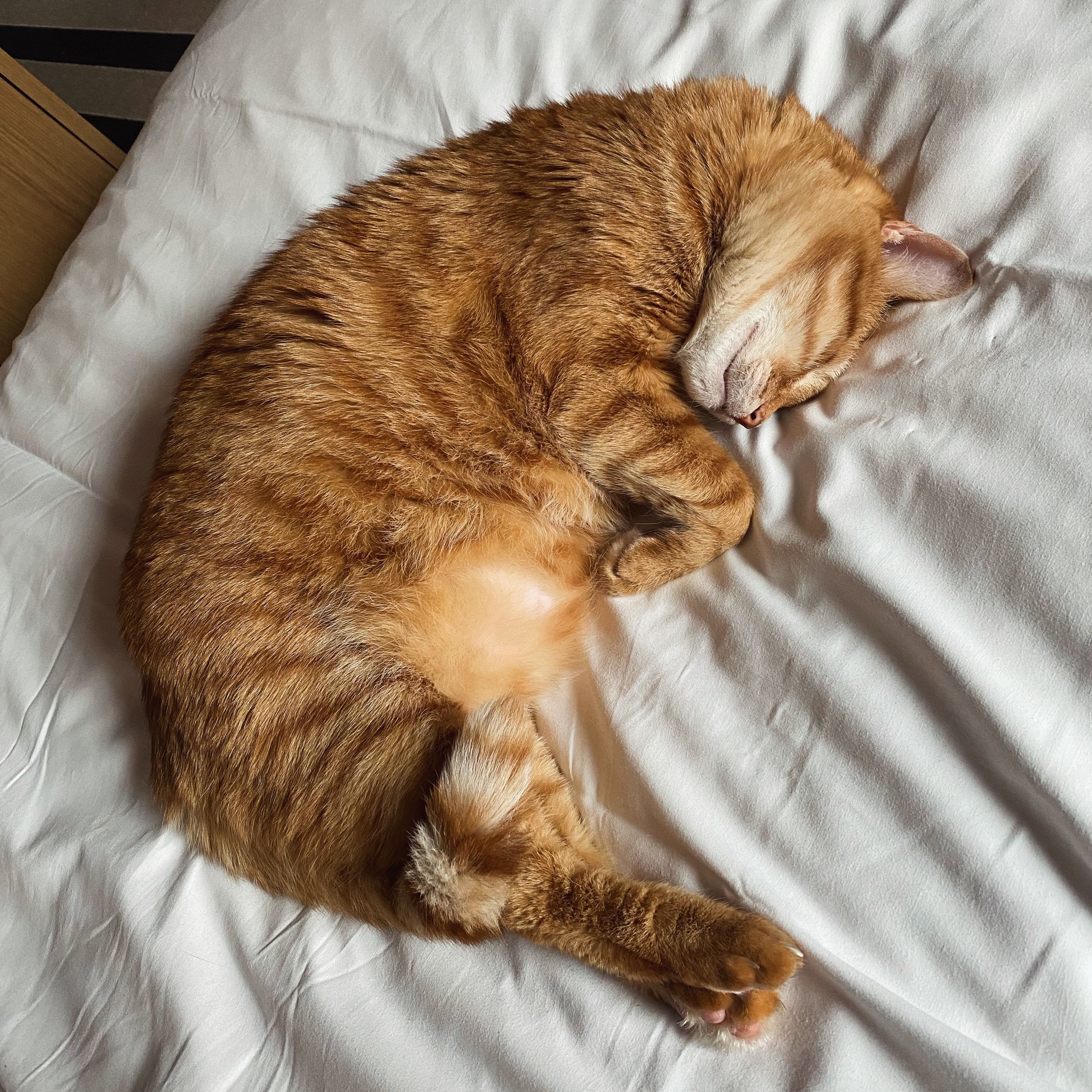 Portrait de Rusty, la cat
