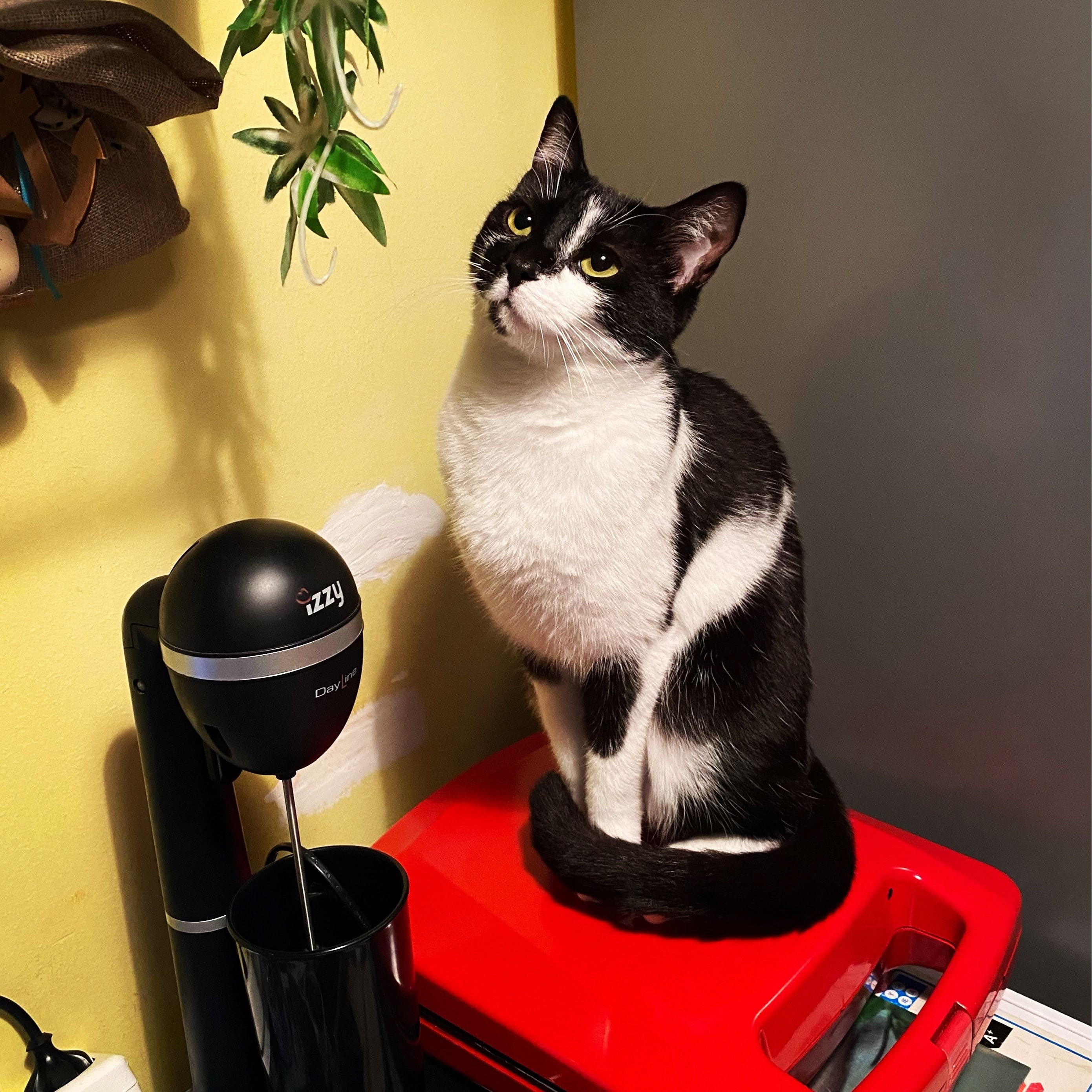 Portrait de Ninja , la cat