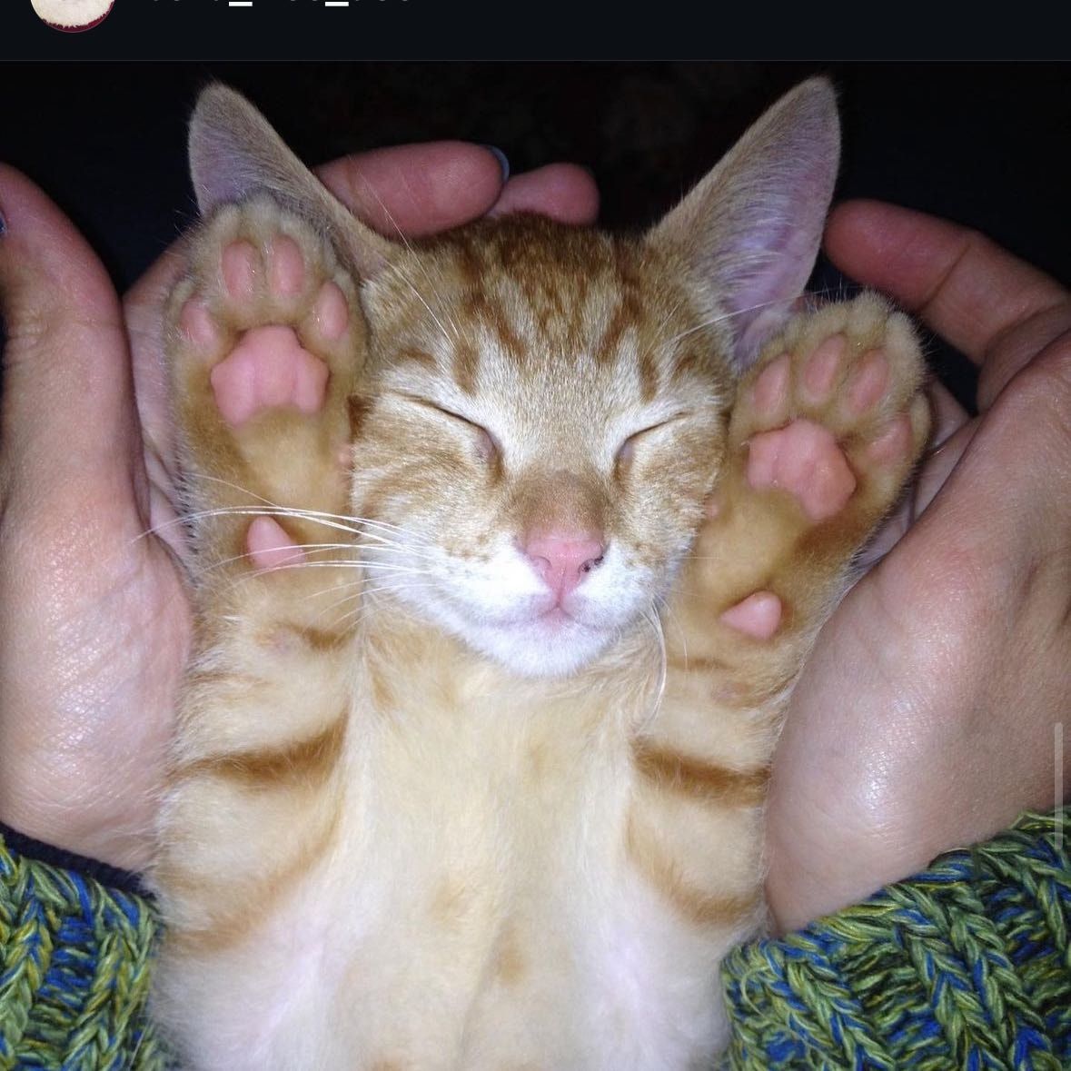 Portrait de Peanut, la cat
