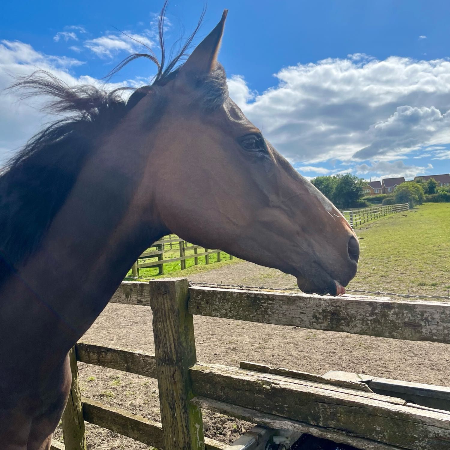 Portrait of Poppy, the horse