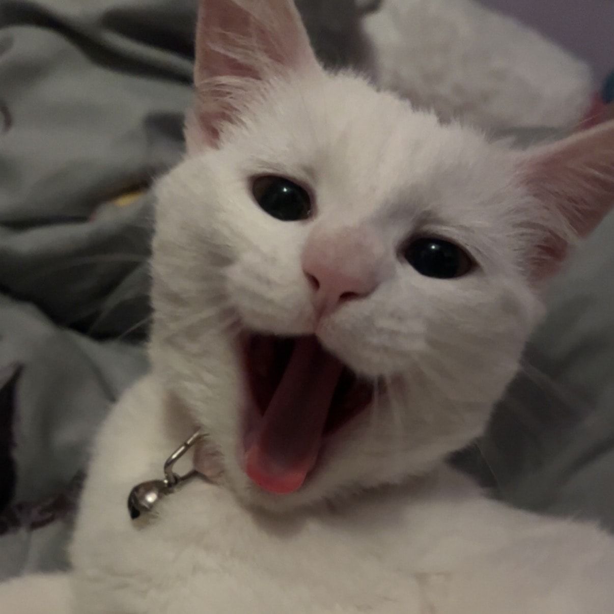 Portrait of Tsuki, the cat