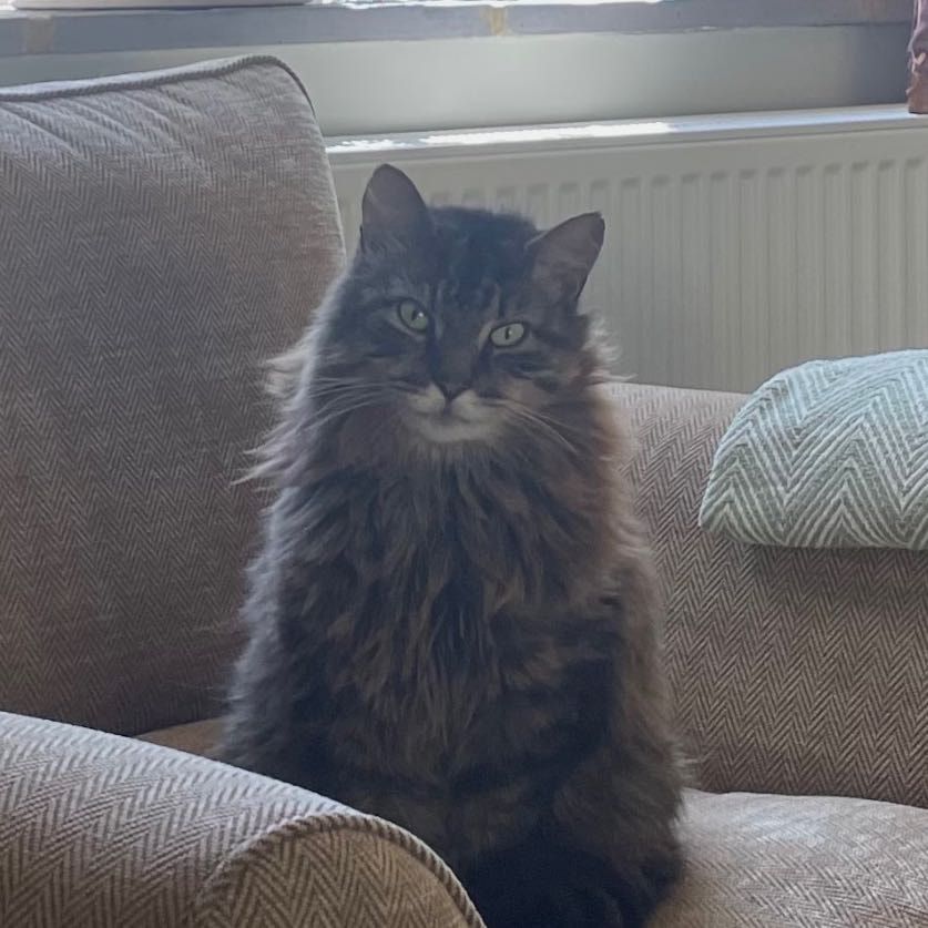 Portrait of Jake , the cat