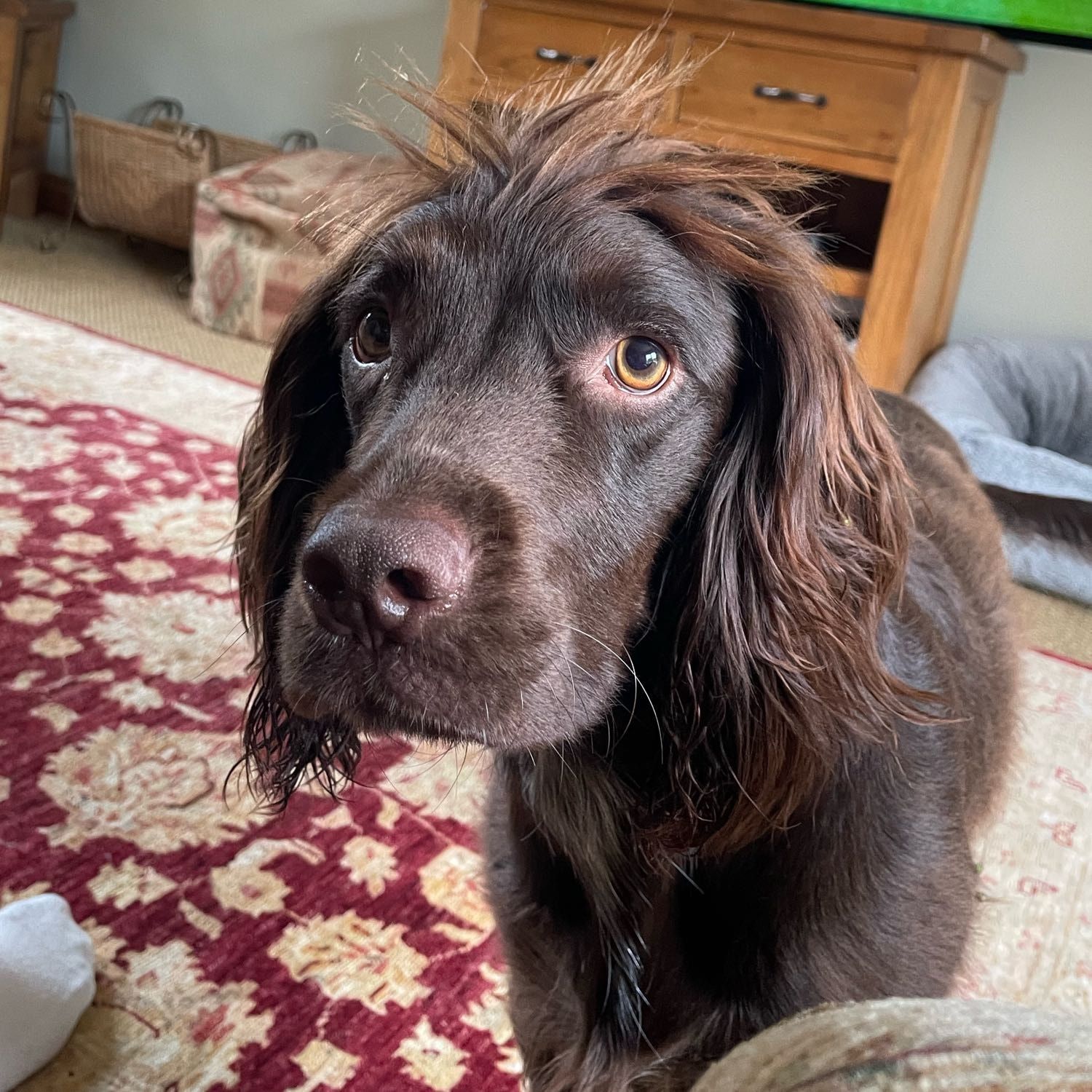 Portrait of Millie , the dog