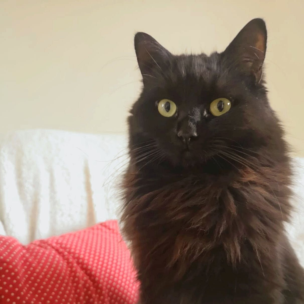 Portrait of Willow, the cat