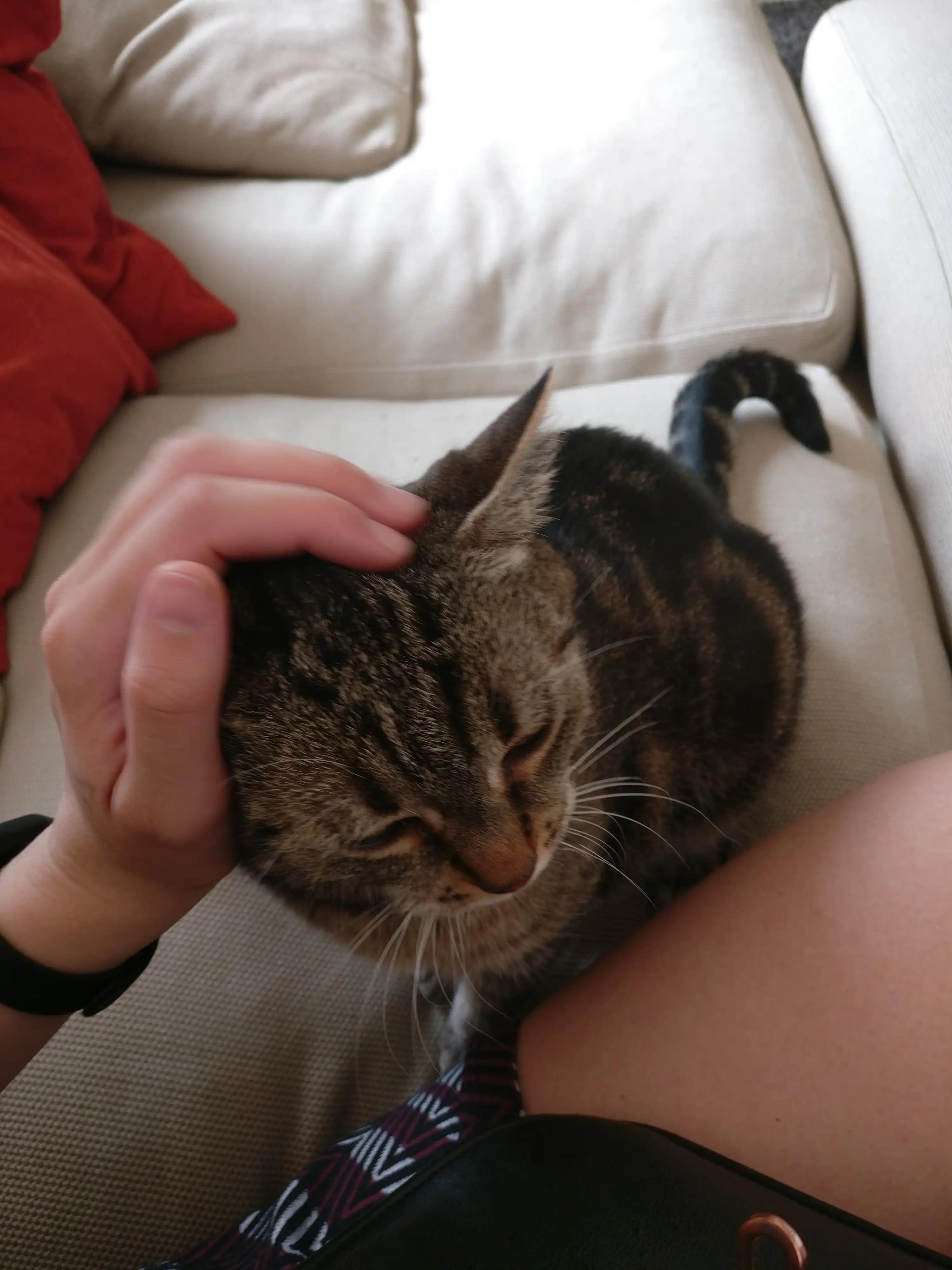 image-6