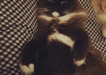 Foto di Koko, il cat