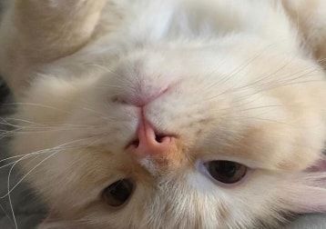 Foto di Iggy, il cat