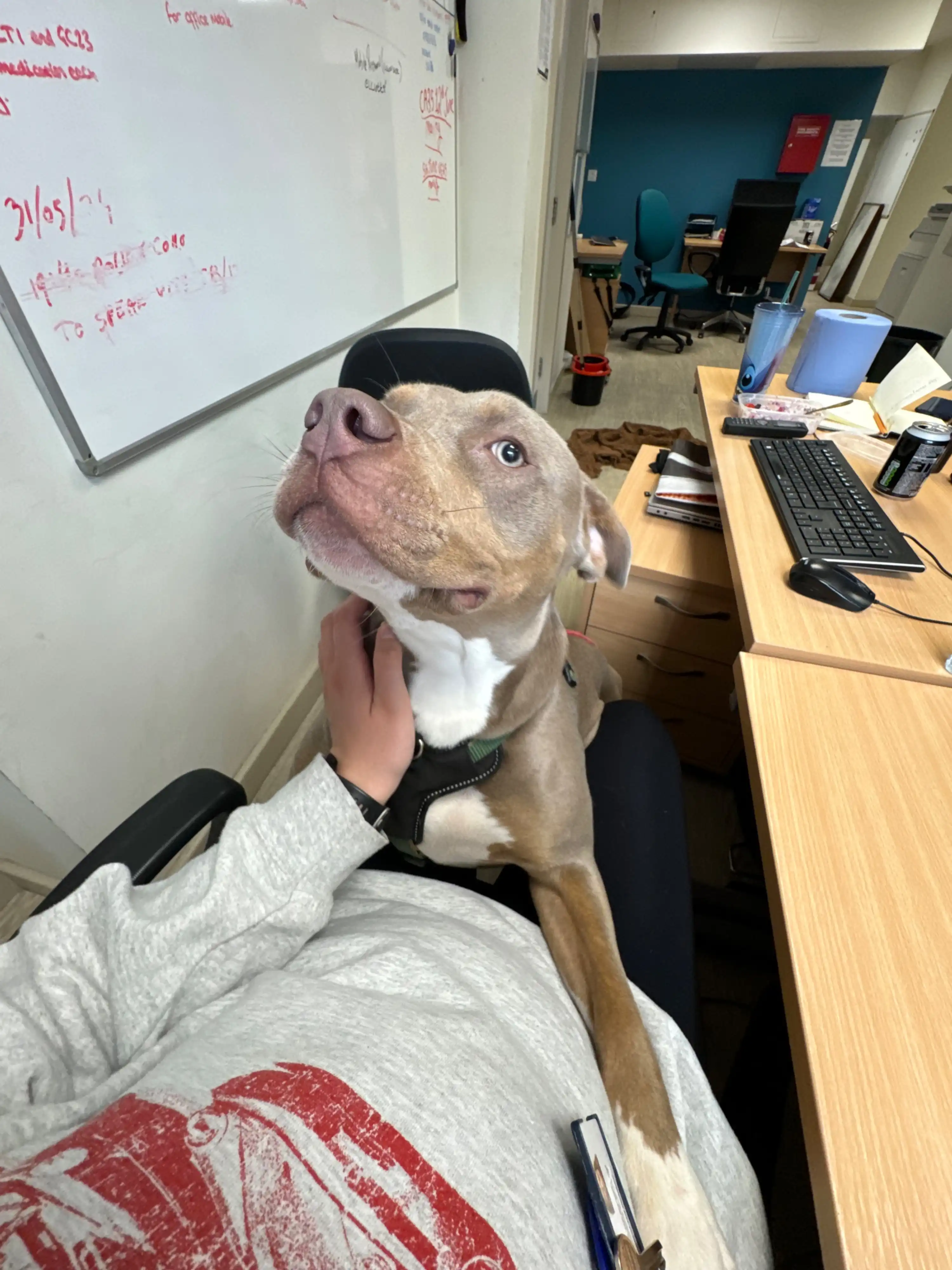 image-6