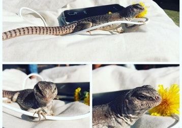 Portrait of Steve , the reptile