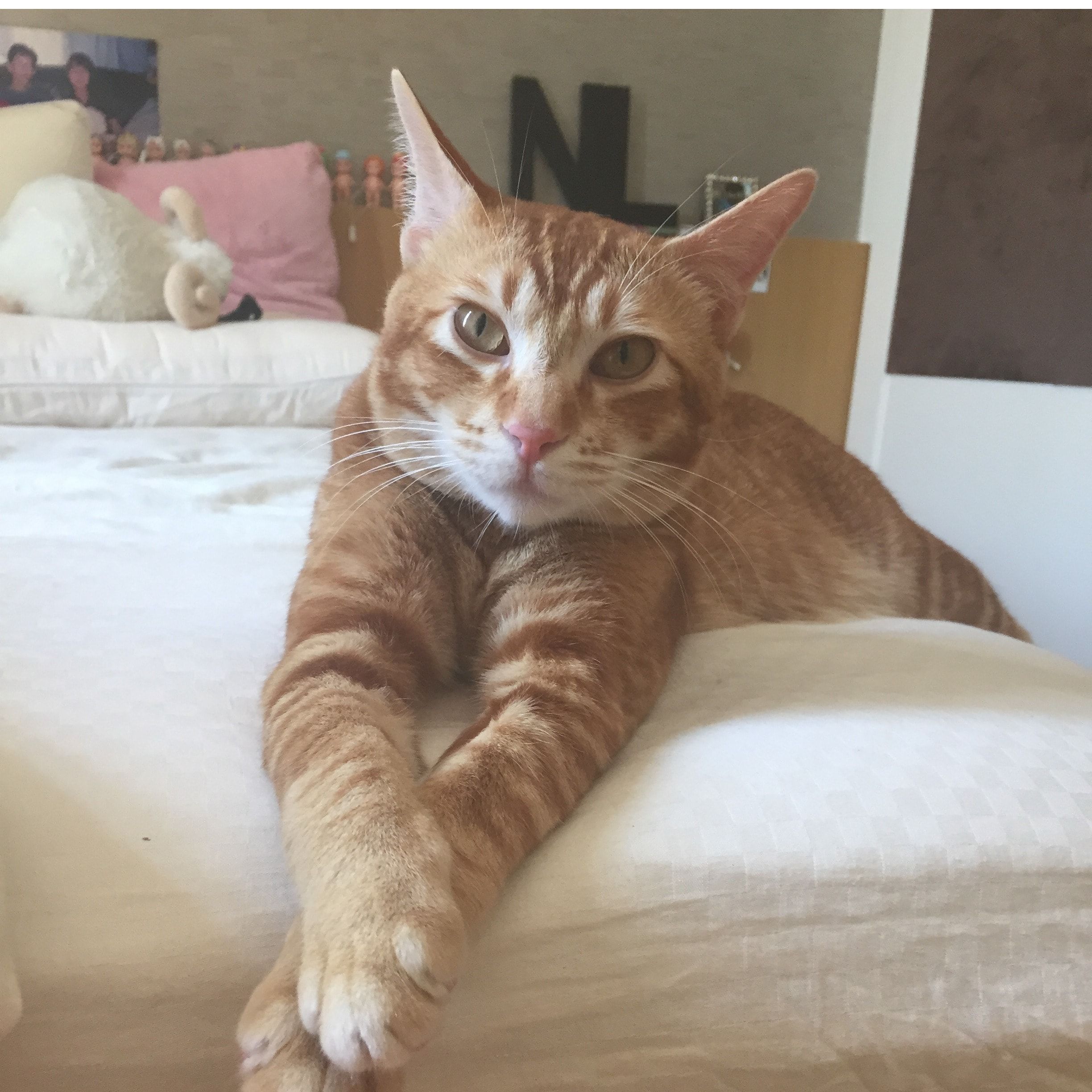 Portrait of Sa , the cat