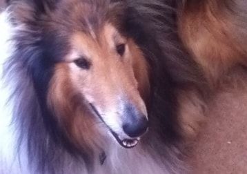Portrait of Chico, the dog