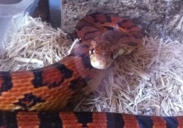 Portrait of Chilli, the reptile
