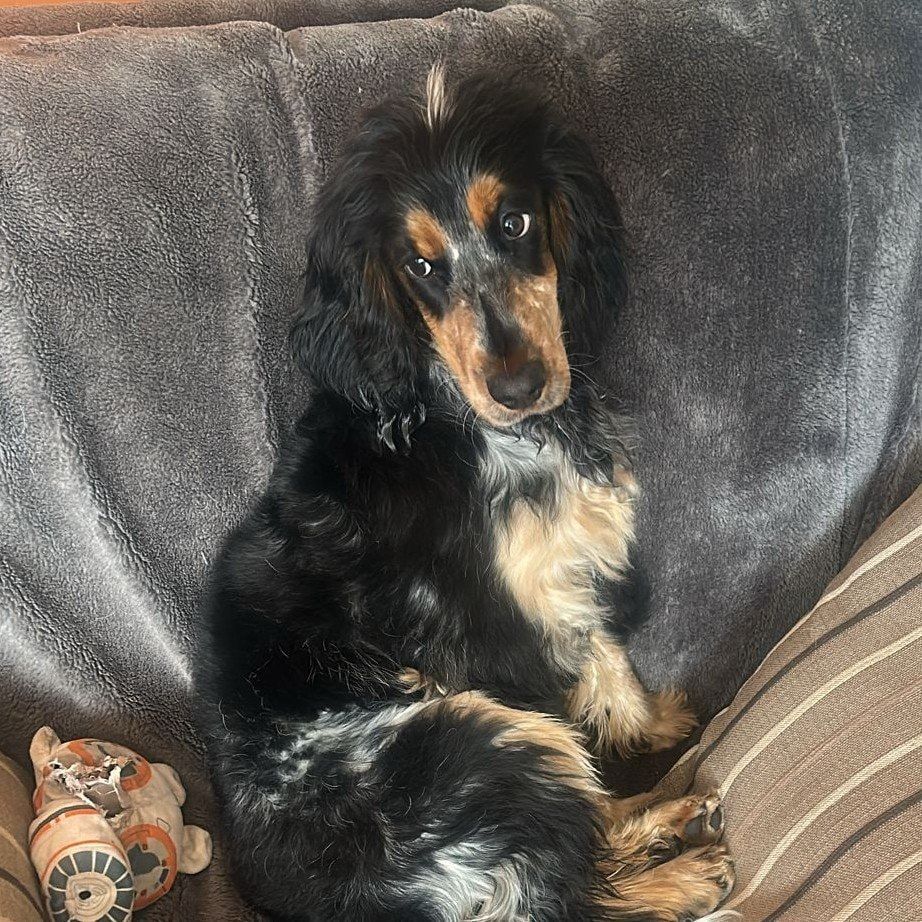 Portrait of Bonnie , the dog